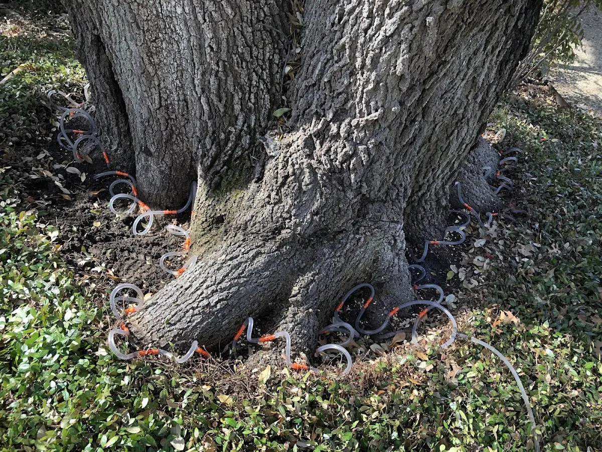 Detailed Tree Cabling and Bracing job site in Saint Agatha