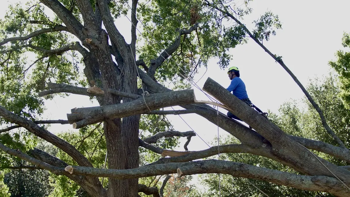 Professional Hazardous Tree Removal performed by certified arborists in Saint Agatha