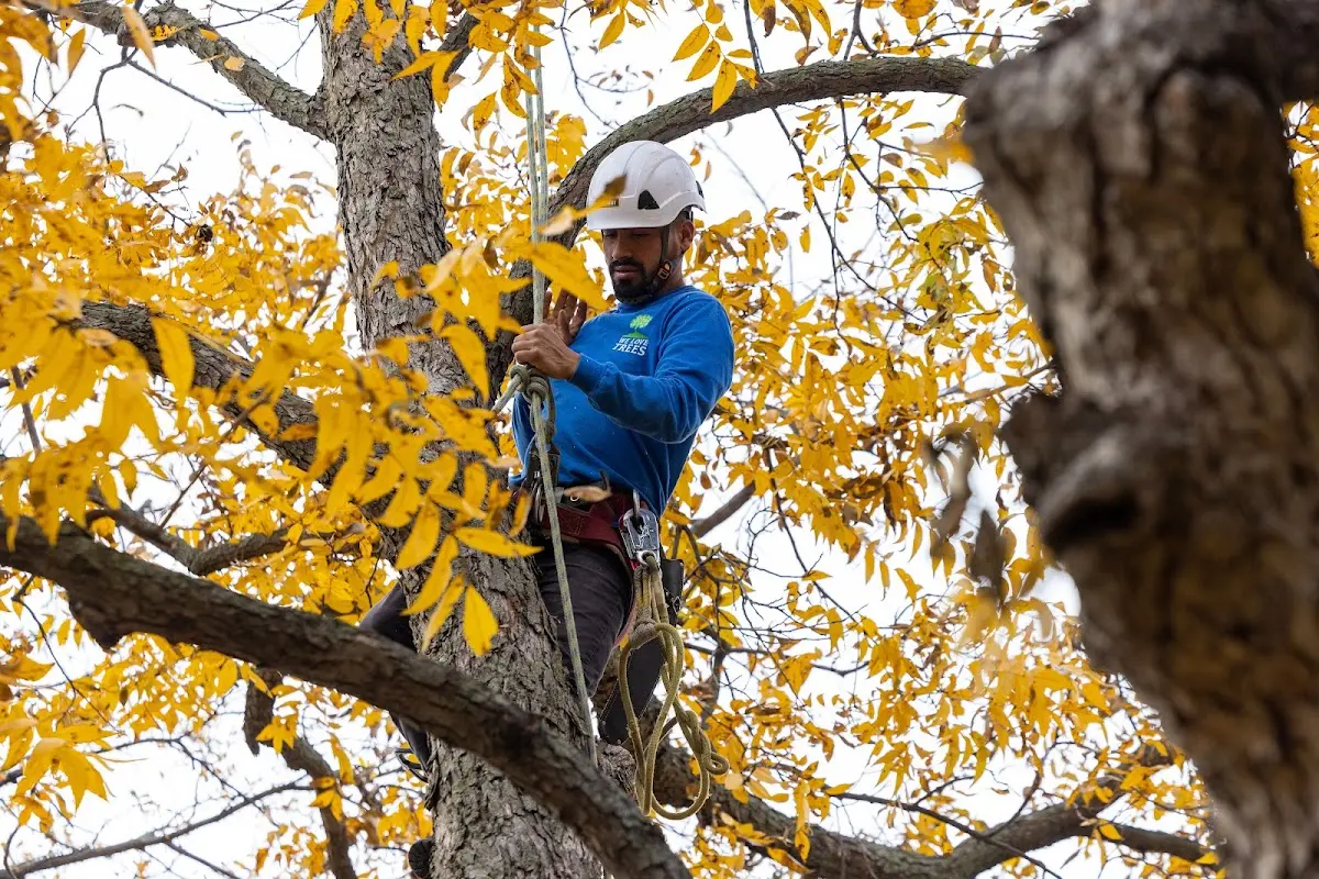 Skilled Tree Pruning crew working in Saint Agatha