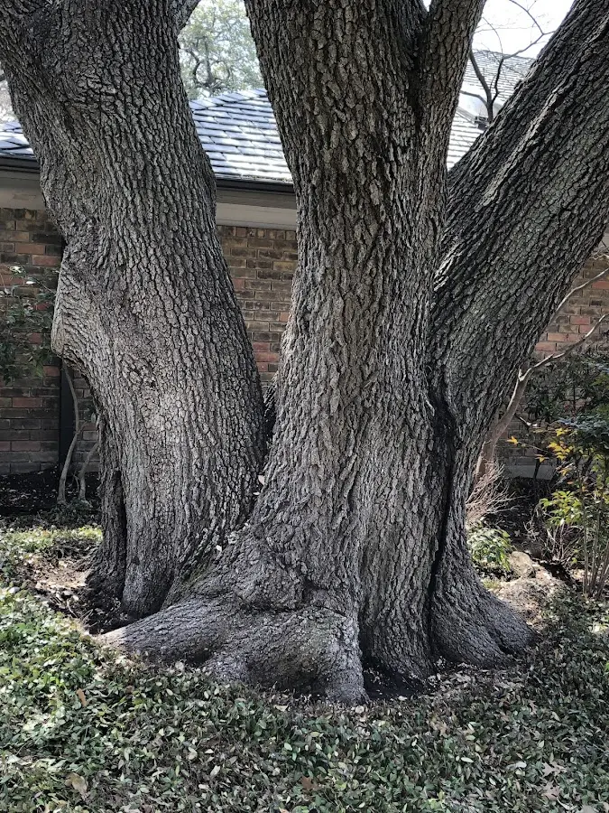 Mature heritage tree close to a Saint Agatha property cared for by certified arborists
